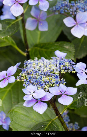 Blütenstände von Hydrangea Macrophylla "Blue Wave" Stockfoto