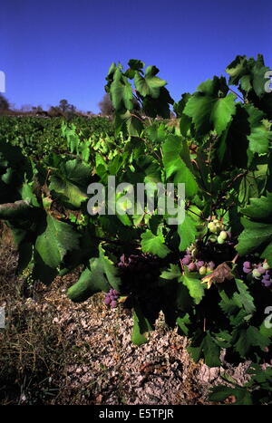 PANAYIA, ZYPERN. ROTE TRAUBEN REIFEN AUF REBEN, DIE AUF DEM TROODOS GEBIRGE PLATEAU HOCH. FOTO: JONATHAN EASTLAND/AJAX Stockfoto