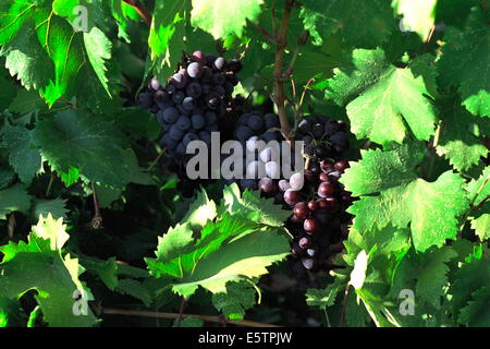 PANAYIA, ZYPERN. ROTE TRAUBEN REIFEN HIGH AUF DEM TROODOS GEBIRGE PLATEAU. FOTO: JONATHAN EASTLAND/AJAX Stockfoto