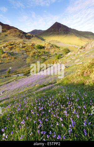 Glockenblumen in Rannerdale Seenplatte Stockfoto