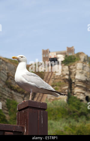 Nahaufnahme von Möwe mit der steilen Osthügel Seilbahn entfernt, eine Standseilbahn im Hintergrund, Hastings, Sussex Stockfoto