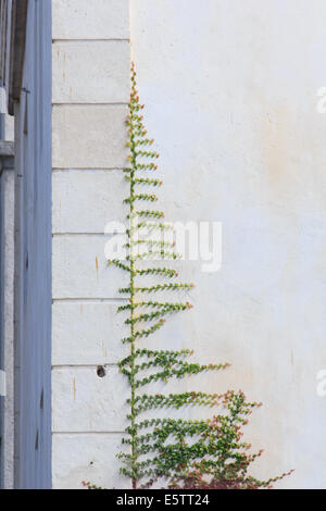 Kletterpflanzen an den Gebäudewänden Stockfoto