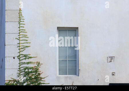 Kletterpflanzen an den Gebäudewänden Stockfoto