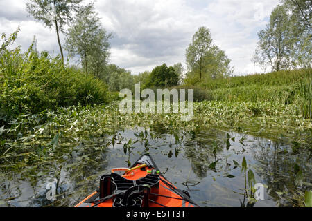 Eine Fülle von Pflanzen im Wasser während Kajak paddeln auf dem Fluss Stour Suffolk / Essex zwischen Nayland und Bures Stockfoto