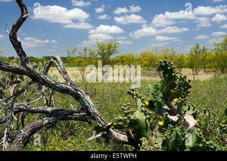 Süd-Texas Pinsel Land Landschaft - Camp Lula Sams - Brownsville, Texas USA Stockfoto