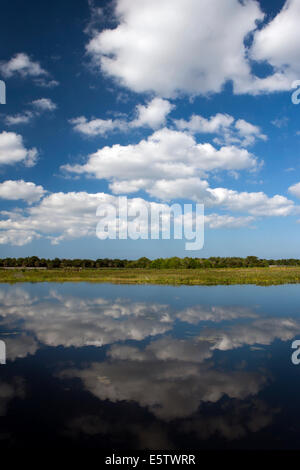 Cloud-Reflexionen an Green Cay Feuchtgebiete - Boynton Beach, Florida USA Stockfoto