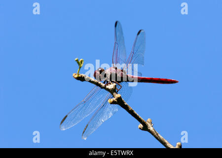 Rosigen Skimmer - Camp Lula Sams - Brownsville, Texas USA Stockfoto