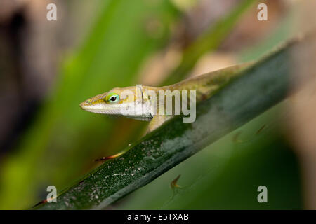 Grüne Anole - Camp Lula Sams - Brownsville, Texas USA Stockfoto