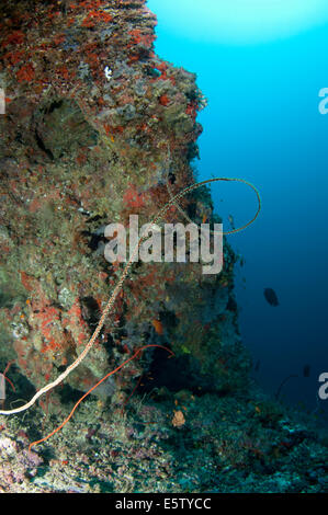 Eingang zum Unterwasser Überhang in Dhaalu Atoll, Malediven Stockfoto