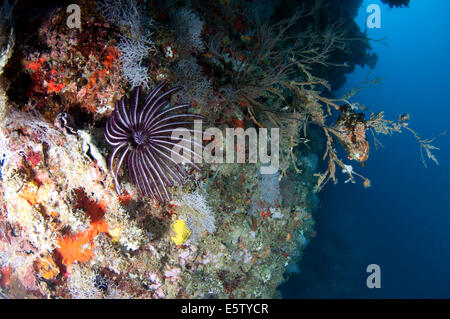 Crinoid an einem Schritt Korallenriff Dhaalu Atoll Stockfoto