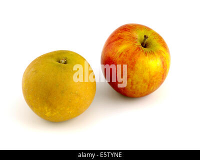 Englisch Äpfel, Egremont Russet und Cox Stockfoto