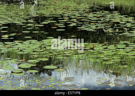 Seerosen und andere Wasserpflanzen wachsen im flachen Wasser eines Sees in Orlando, Florida, USA Stockfoto