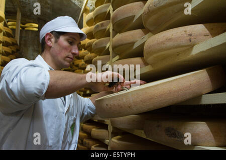 Käse-Spezialist im Käsekeller Fort Saint Antoine, Bewertung der Qualität der Comté-Käse Stockfoto