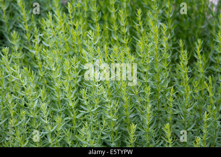 Wermutpflanze oder Absinth (Artemisia Absinthium) Stockfoto