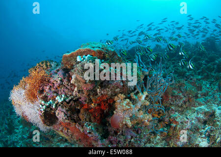 Eine Schule von Riff-Fischen in einem bunten Riff in flachen Gewässern, Malediven Stockfoto