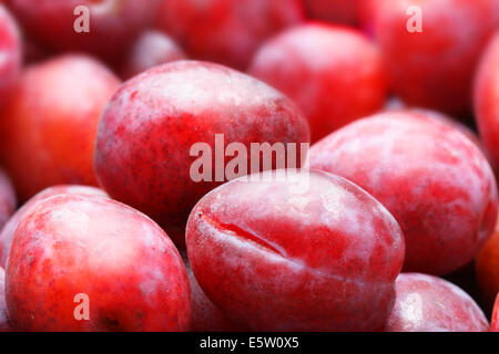 Viele rote reife Pflaumen Nahaufnahme. Flachen DOF! Stockfoto