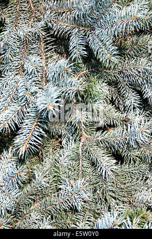 Blaufichten Nahaufnahme, werden als Hintergrund verwendet Stockfoto