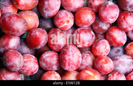 Viele rote reife Pflaumen, werden als Hintergrund verwendet Stockfoto