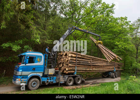 Förster laden gefällten Baumstämme auf Protokollierung LKW mit hydraulischer Kran / Loglift im Wald Stockfoto