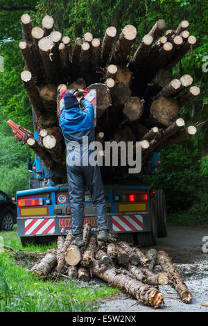 Förster, Befestigung, rot und weiß gestreift hinteren Last Marker nach Beladung Baumstämme auf Protokollierung LKW im Wald gefällten Stockfoto