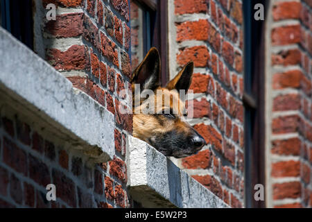 Neugierig Deutscher Schäferhund (Canis Lupus Familiaris) kleben Kopf durch Fenster des Hauses Stockfoto