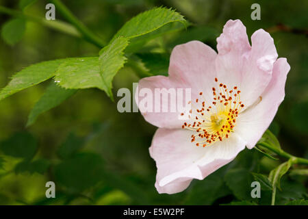 Sweet Briar / sweet Brier / Eglantine (Rosa Rubiginosa / Rosa Eglanteria) in Blüte Stockfoto
