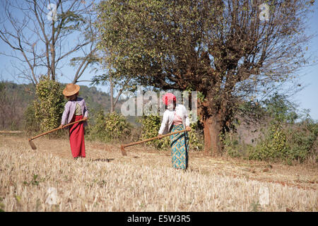 Frauen arbeiten in den Bereichen als Taung Berge, Shan-Staat, Myanmar (Burma). Stockfoto