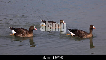 Drei kleinere weiße Fronted Gänse (Anser Erythropus) schwimmen, UK Stockfoto