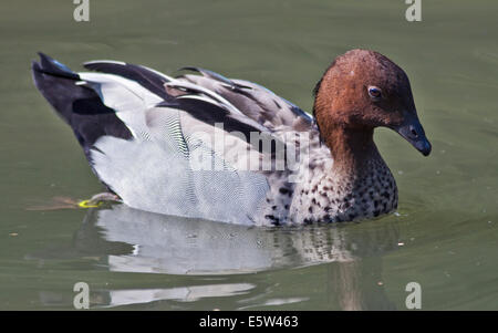 Australische Holz Ente (Chenonetta Jubata), Männlich Stockfoto