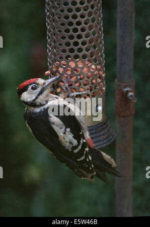 Großen Spotted Woodpecker männlich (Dendrocopus großen) Essen Muttern auf ein Vogelhaus, UK Stockfoto