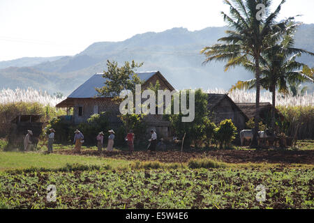 Frauen arbeiten in Bereichen in der Nähe von Lake Inle, Myanmar (Burma) Stockfoto