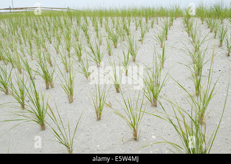 Cape amerikanischen Strandhafer, Ammophila Breviligulata gepflanzt zur Stabilisierung der Dünen und Strand Erosion verhindert Stockfoto