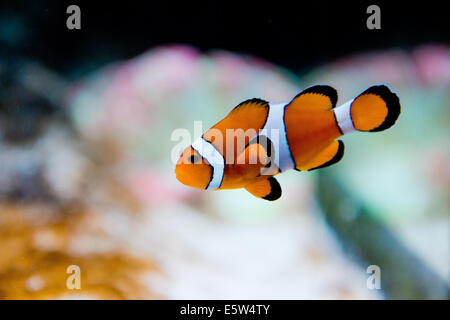 Salzwasser-Aquarium Fisch - Amphiprion Ocellaris - Clownfische - Nemo Stockfoto