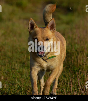 Kleiner Hund auf Land Stockfoto
