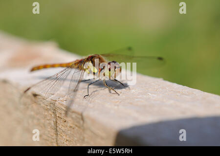 Eine weibliche gemeinsame Darter Libelle thront auf einem Holzzaun Stockfoto