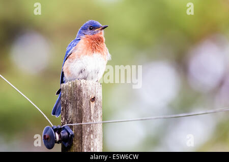 Männliche östlichen Bluebird (Sialia Sialis) thront auf einem Mast Stockfoto