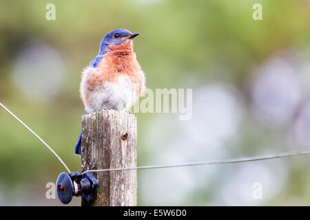 Männliche östlichen Bluebird (Sialia Sialis) thront auf einem Mast Stockfoto