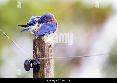 Männliche östlichen Bluebird (Sialia Sialis) thront auf einem Mast Stockfoto