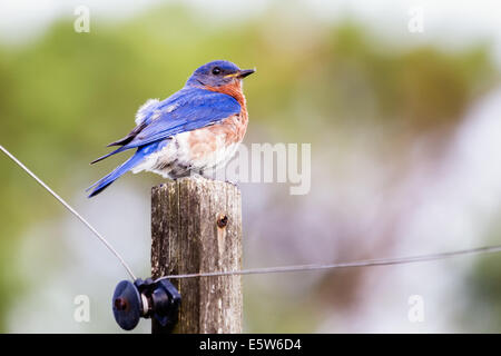 Männliche östlichen Bluebird (Sialia Sialis) thront auf einem Mast Stockfoto