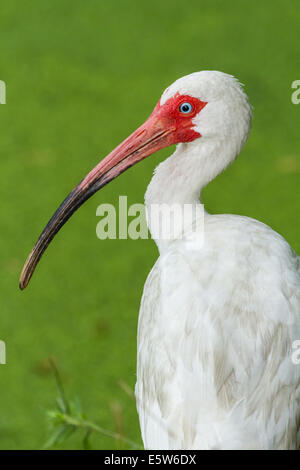 Weißer Ibis (Eudocimus Albus) in der Zucht Gefieder, Pinckney Insel bewahren, South Carolina Stockfoto