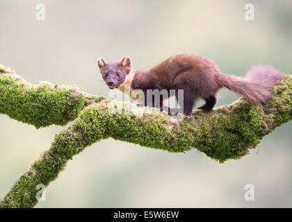 Baummarder auf Nahrungssuche in Schottland Stockfoto