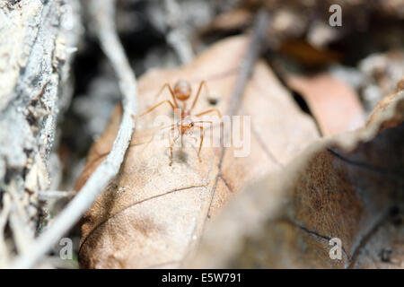 Ameisen sind auf der Suche nach Nahrung in einem Makro. Stockfoto