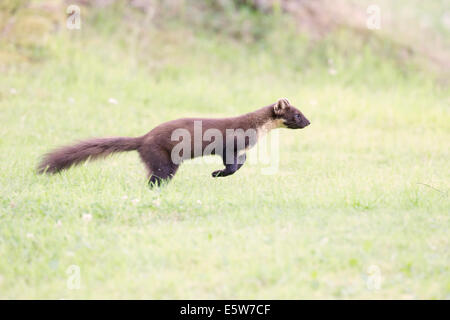 Baummarder auf Nahrungssuche in Schottland Stockfoto