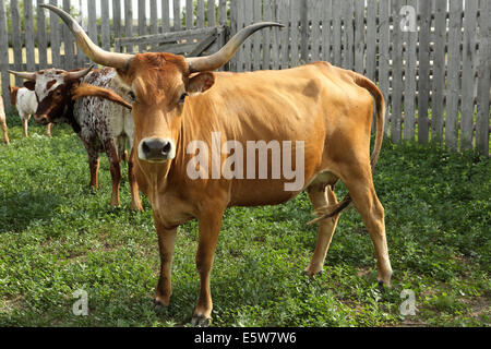 Texas Longhorn Rinder auf La Reata Ranch in der Nähe von Kyle, Saskatchewan, Kanada. Stockfoto