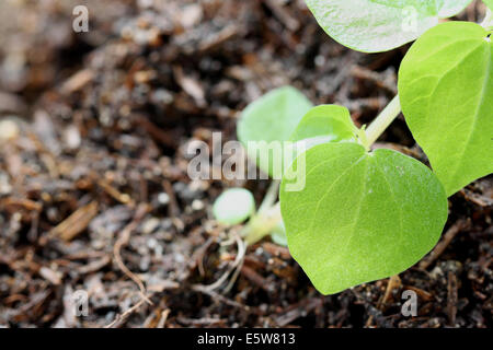 Blatt der Sämlinge in einem Makro. Stockfoto