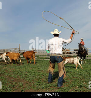 Ein Mann nutzt ein Lasso auf La Reata Ranch in der Nähe von Kyle, Saskatchewan, Kanada. Stockfoto