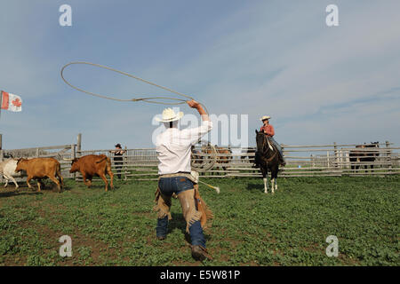 Ein Mann nutzt ein Lasso auf La Reata Ranch in der Nähe von Kyle, Saskatchewan, Kanada. Stockfoto