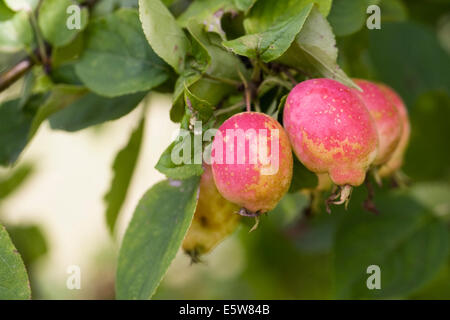 Malus Kansuensis Früchte im Hochsommer. Calva Crabapple Frucht. Stockfoto