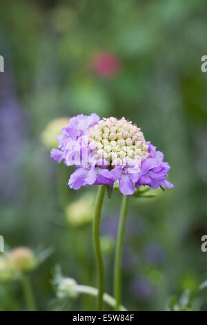 Scabiosa Atropurpurea 'Oxford Blue'. Witwenblume Blüte hautnah. Stockfoto