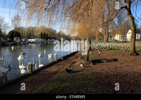 Enten und Schwäne in der Nähe Fluss Thorpe, Norwich, Norfolk, Großbritannien Stockfoto